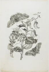 Caterpillars, Butterflies, and Flower